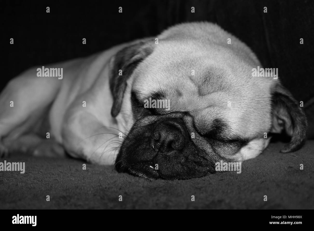 Black and white photo of a one year old male Pug dog asleep. Stock Photo