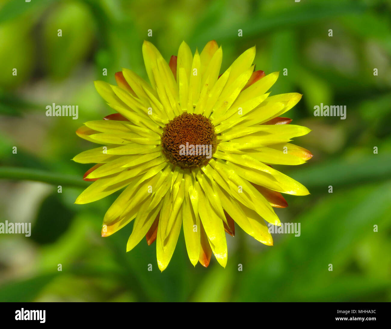 Everlasting flower / straw flower (helichrysum bracteatum) growing the