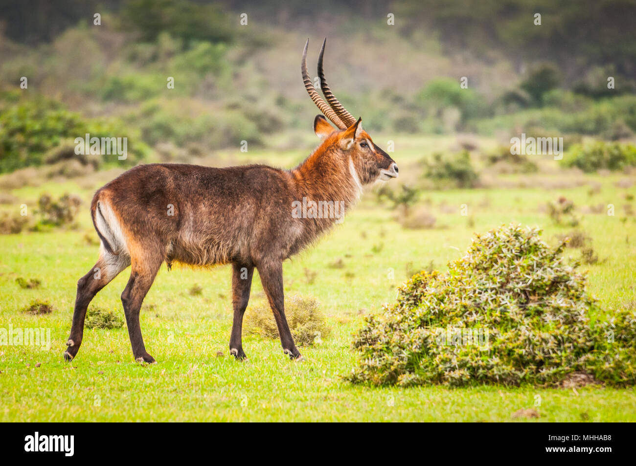 Deer in Kenya, Africa Stock Photo Alamy