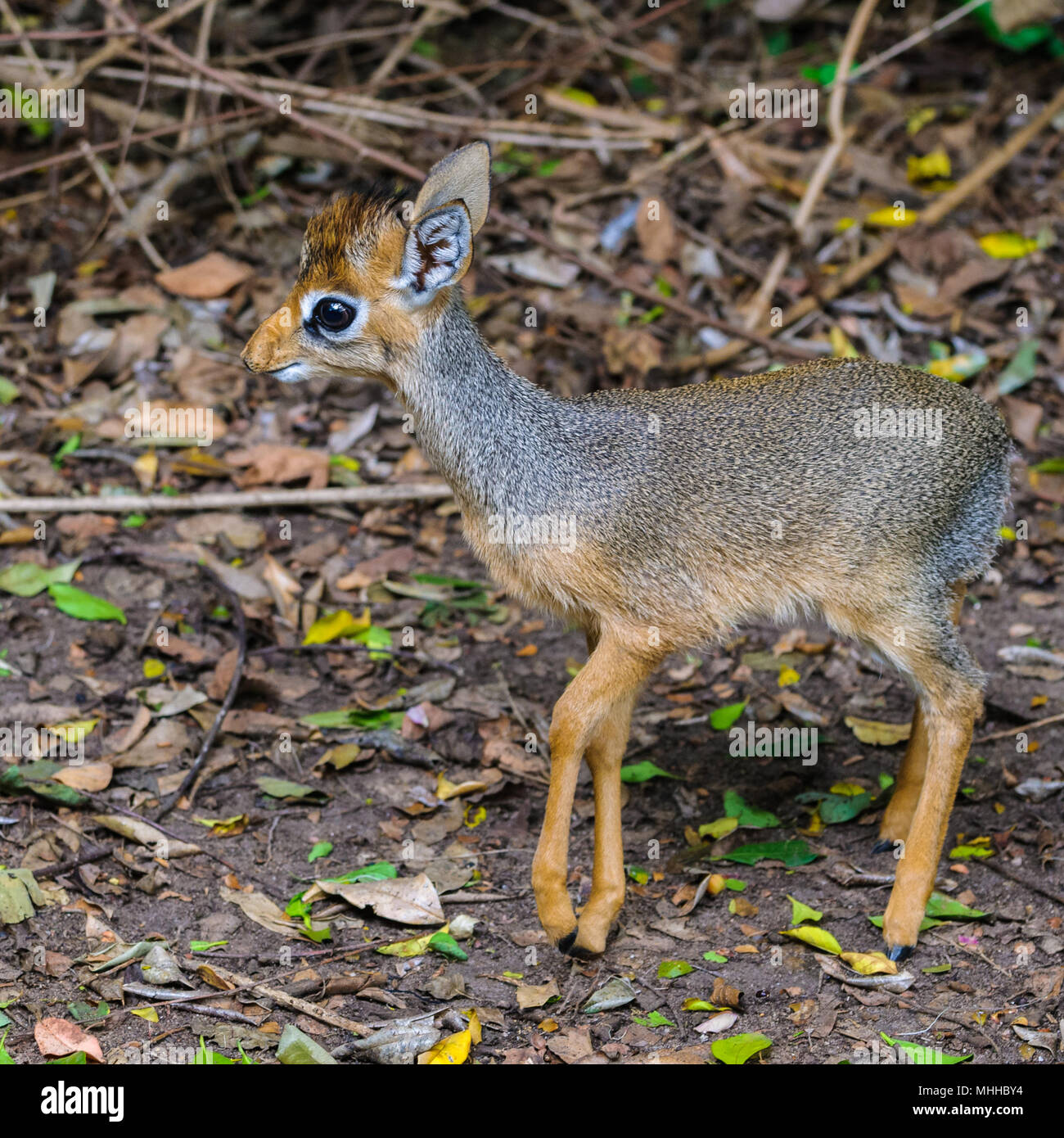 Little deer in Kenya Africa Stock Photo Alamy