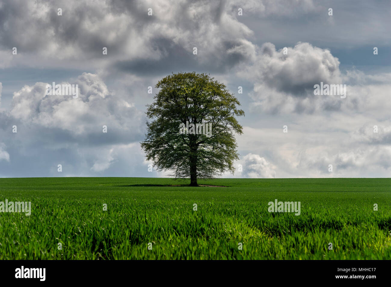 Cloudy sky one tree horizon hi-res stock photography and images - Alamy