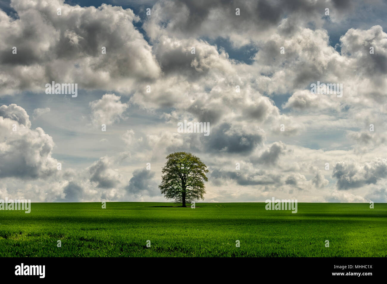 Tree on a hill hi-res stock photography and images - Alamy