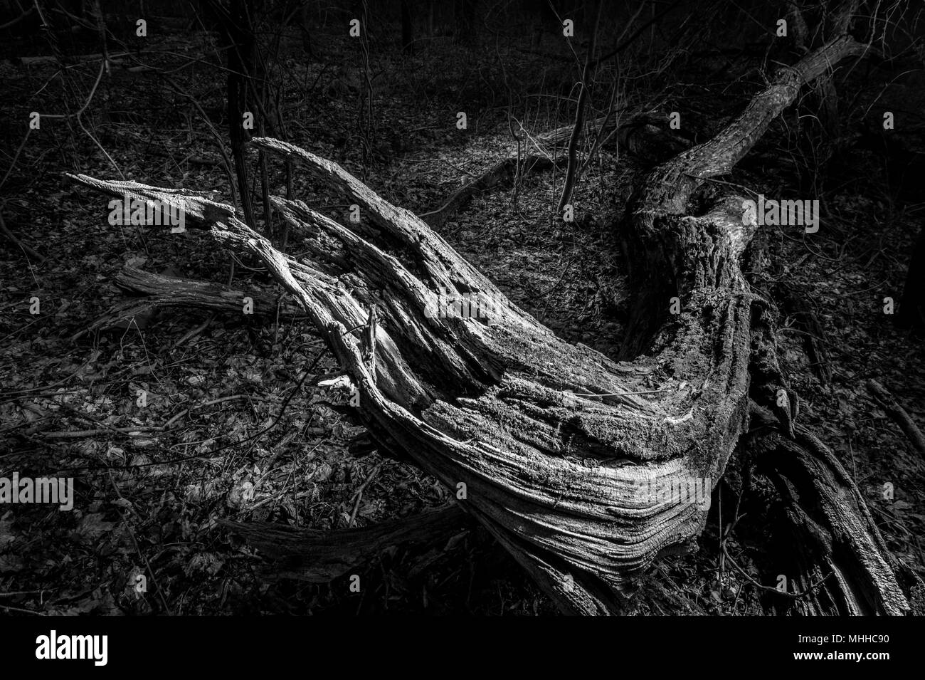 Artistic View Of Fallen Tree At Night Stock Photo