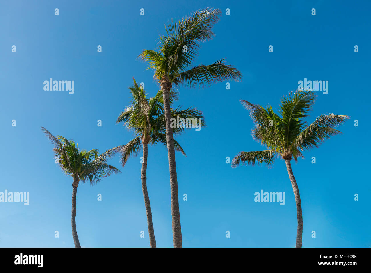 Four Palm Trees Blowing In The Wind Stock Photo