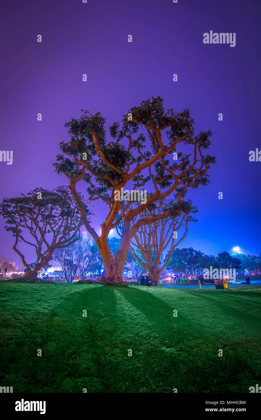 Colorful Lights at Night On Trees In Park, San Diego California Stock Photo