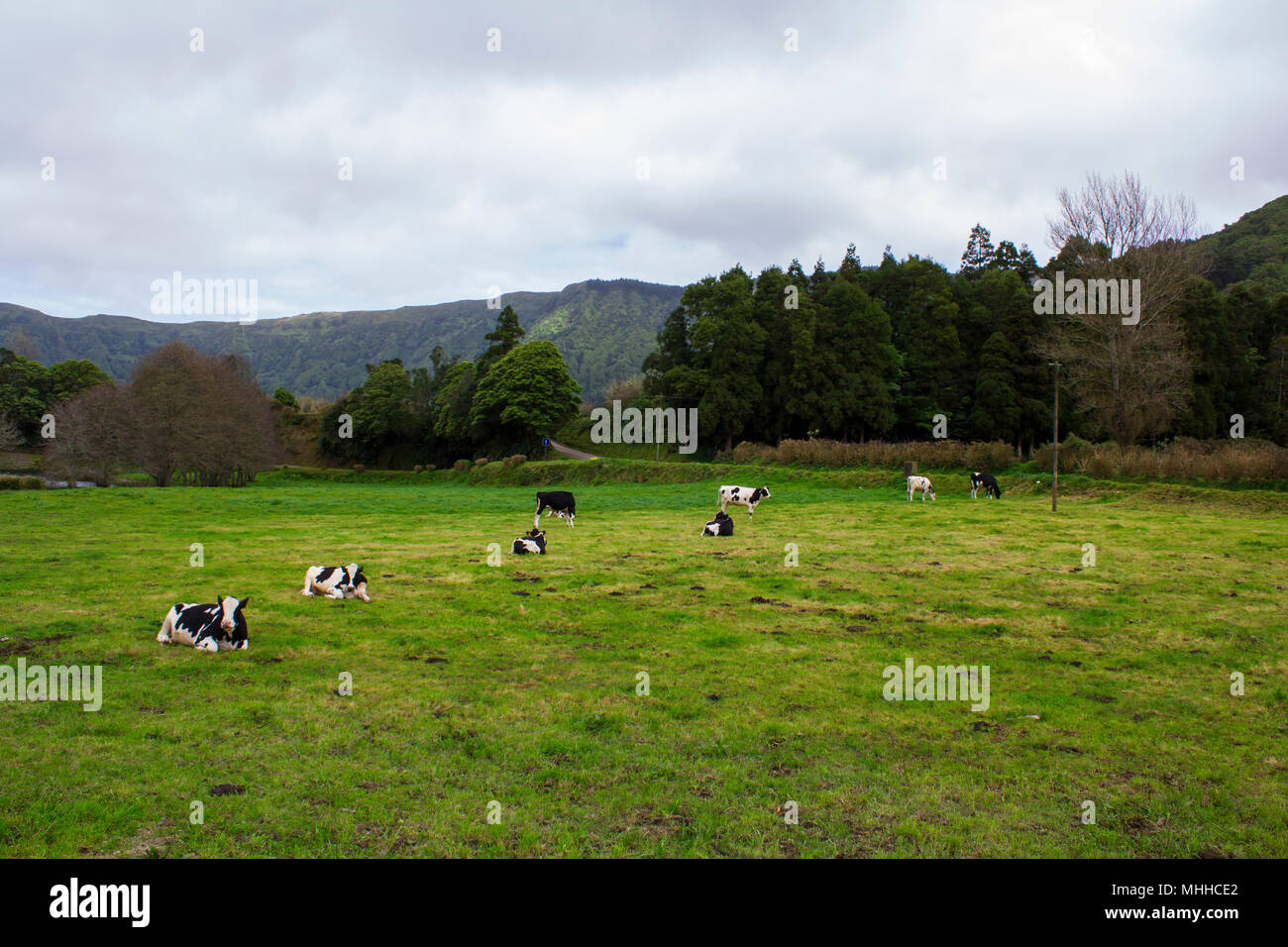 Cows resting and grazing on green field Stock Photo - Alamy