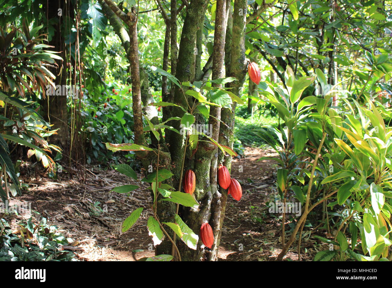 Ripe cocoa pods on a tree. Theobroma cacao, tropical America. Stock Photo