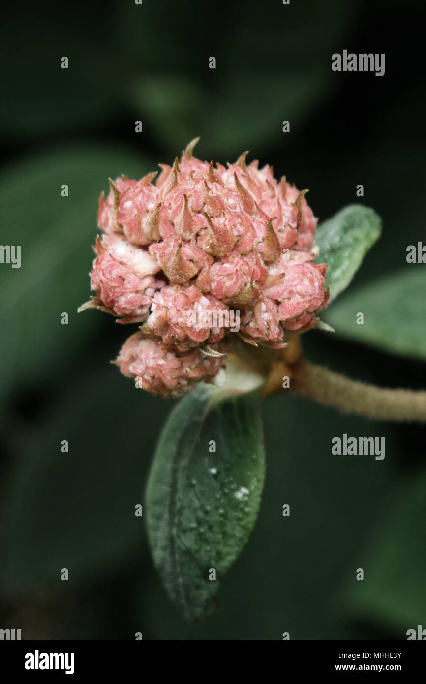 Pink flower cluster Stock Photo Alamy