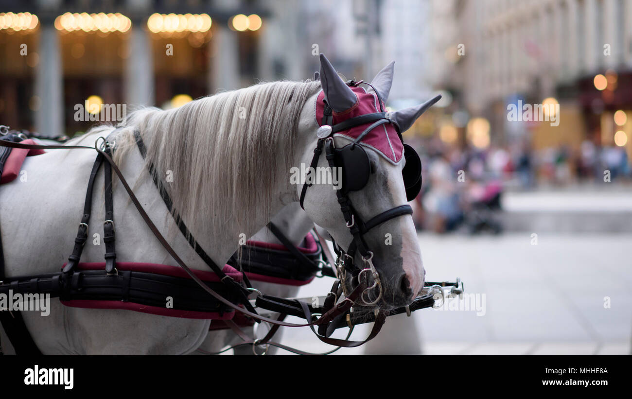 Horse-drawn carriage rides in the Old Town or Innere Stadt Vienna ...