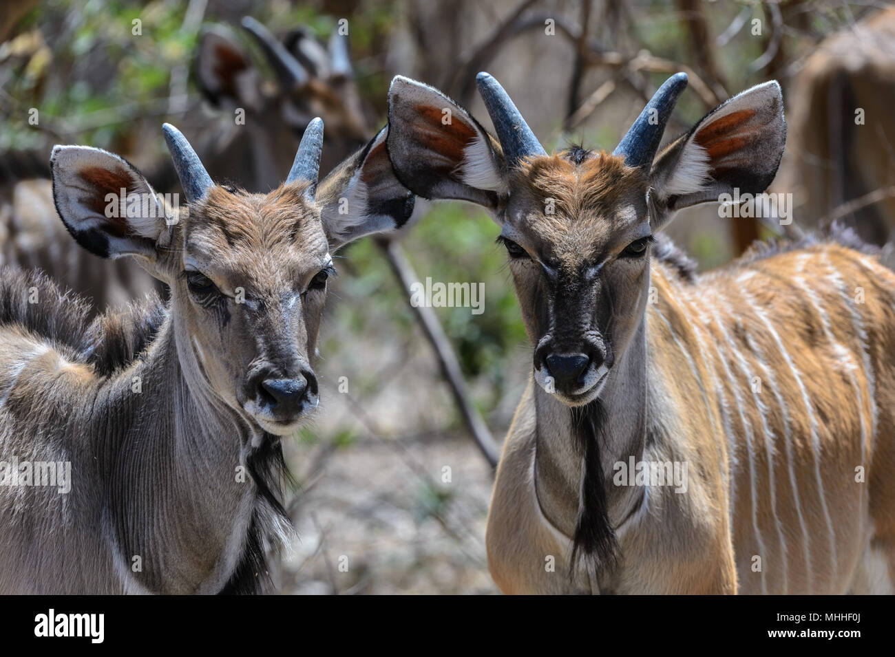 Screwhorn antelope, Africa Stock Photo