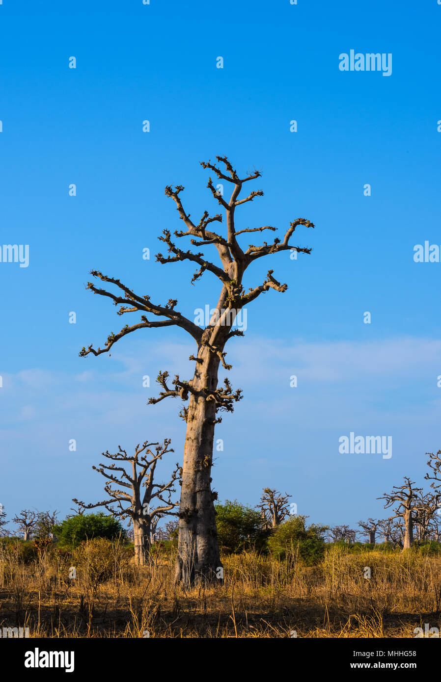 Adansonia Digitata (Baobab), The Most Widespread Of The Adansonia ...