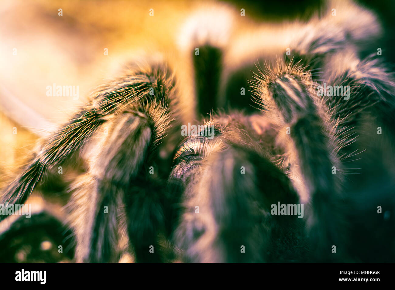 Bird spider grammostola rosea Stock Photo - Alamy