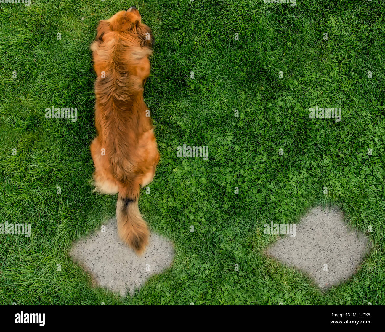 Mixed breed dog photographed from above Stock Photo