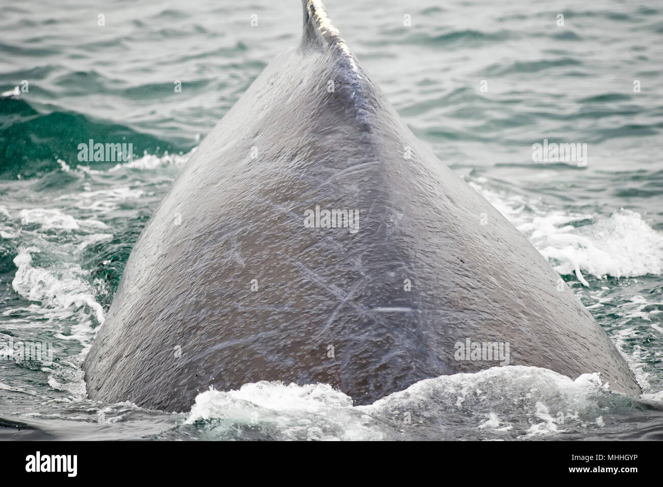 Humpback whale fishing boat hawaii hi-res stock photography and images ...