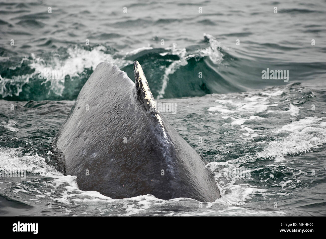 Humpback whale fishing boat hawaii hi-res stock photography and images ...