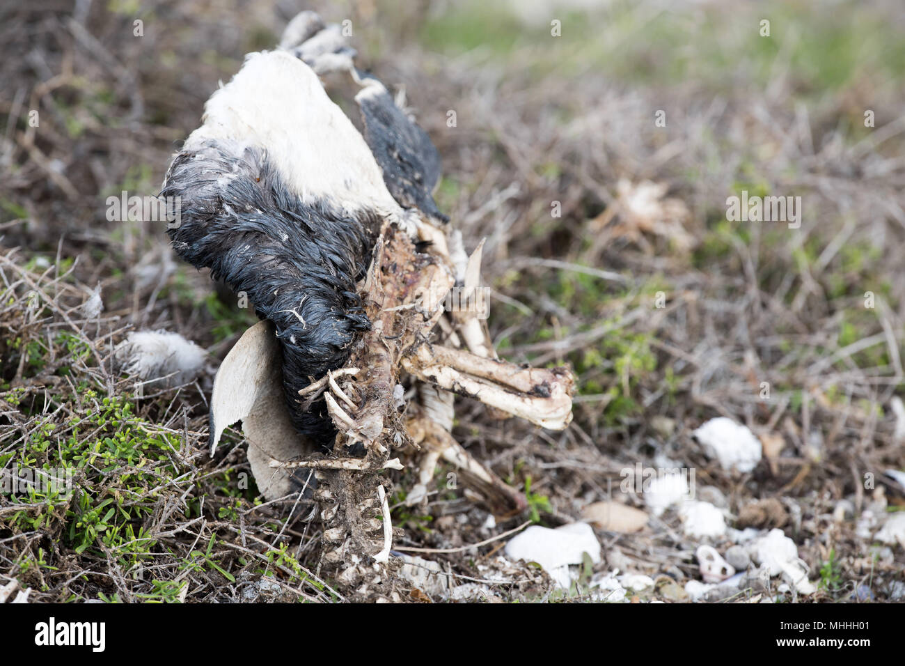 died penguin skeleton on the ground in Argentina Stock Photo