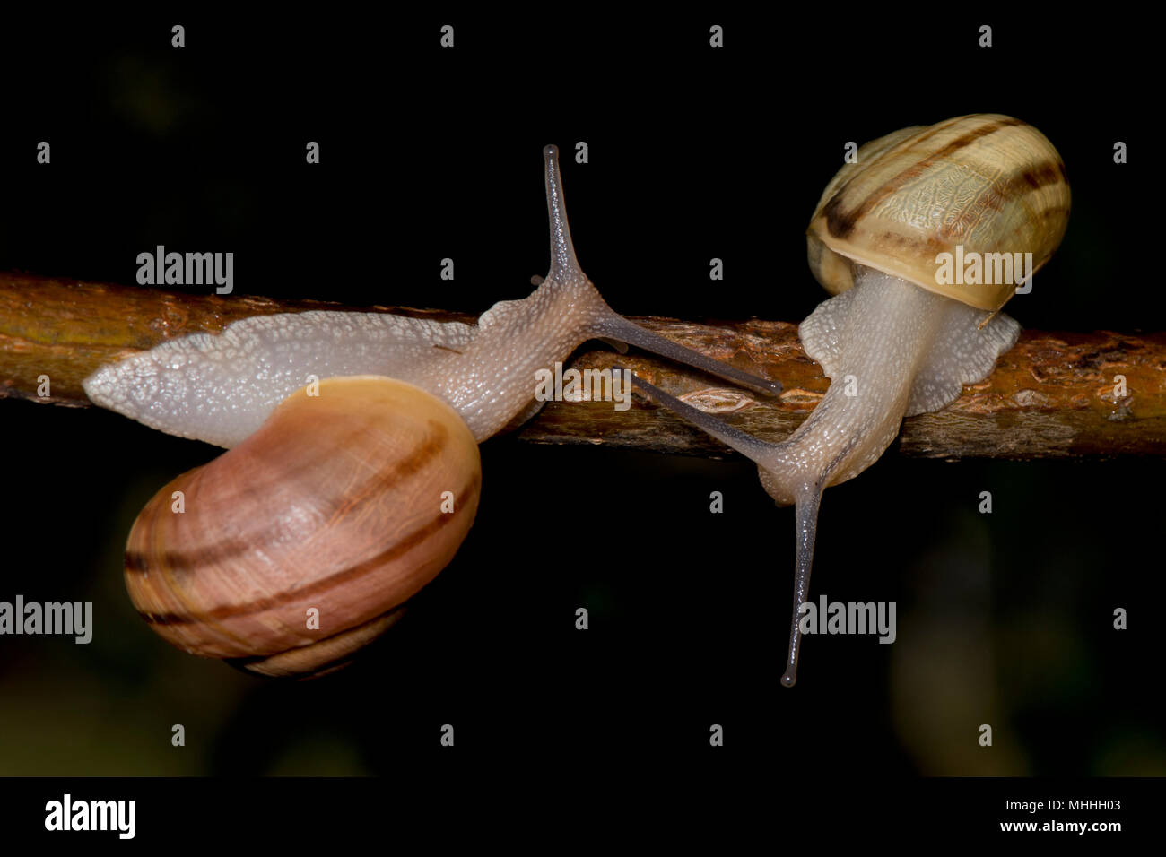 Snail touching antennas on a tree branch on black background Stock