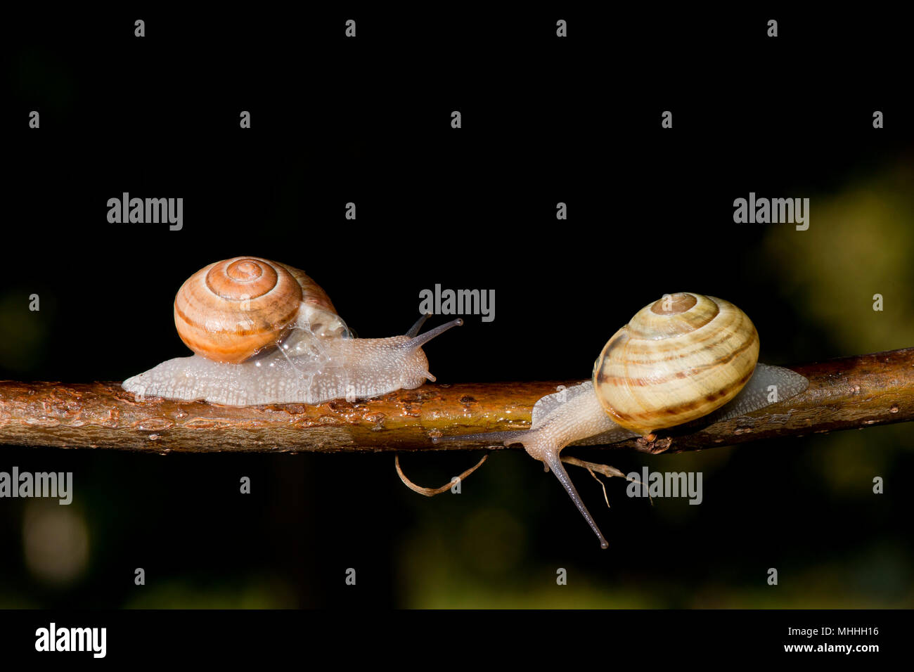Snail tree black white hi-res stock photography and images - Alamy