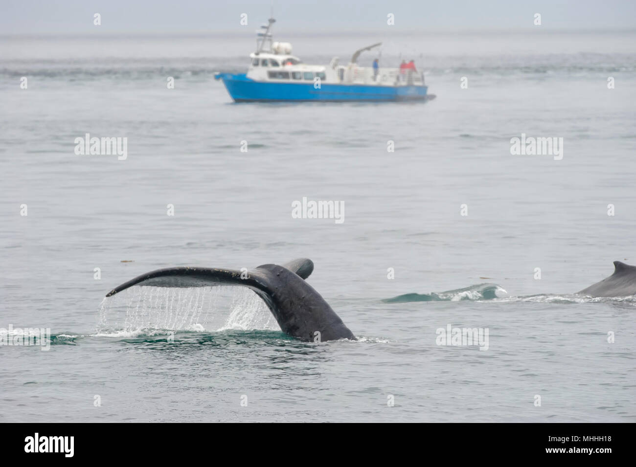 Humpback whale fishing boat hawaii hi-res stock photography and images ...