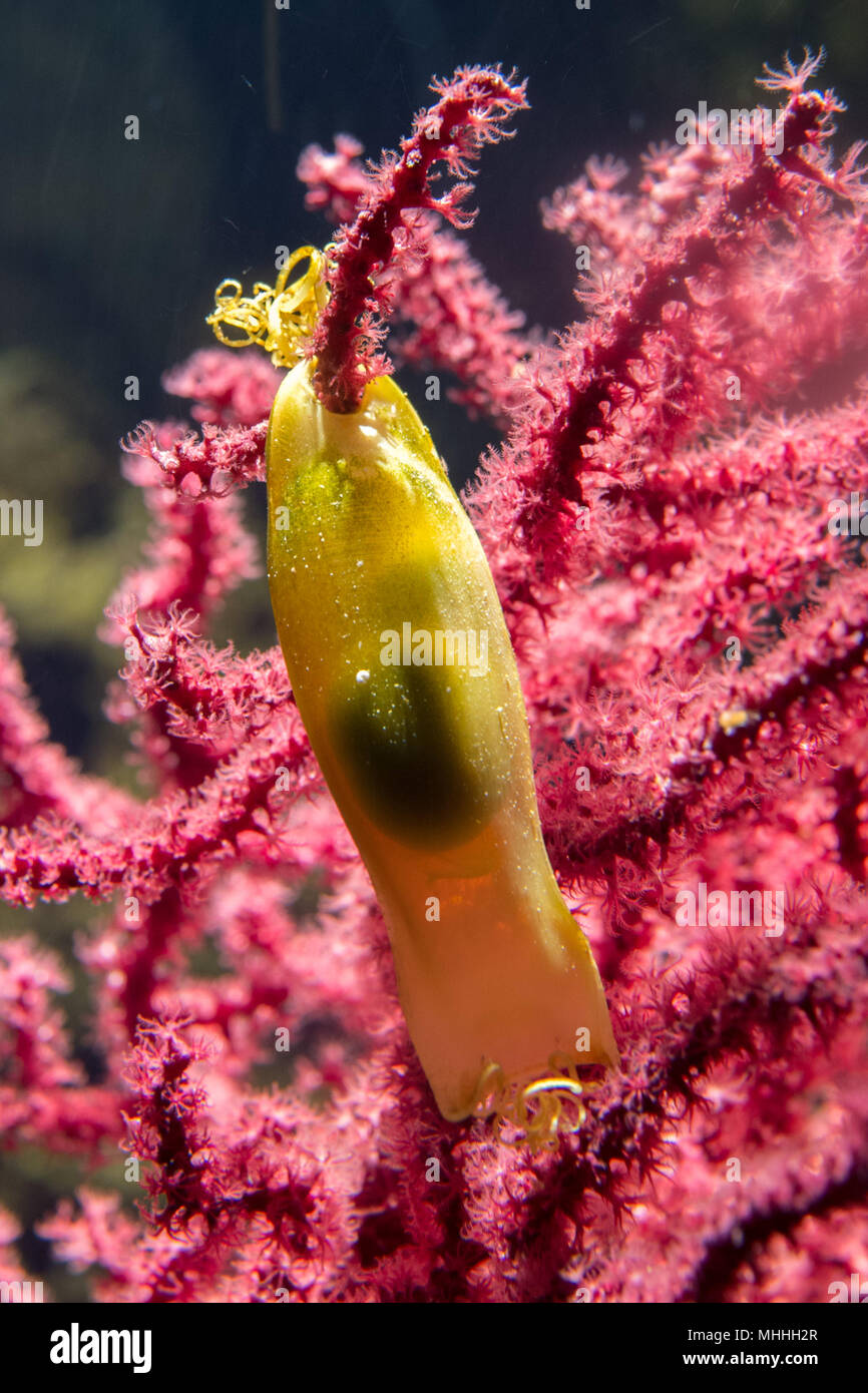 dogfish yellow egg hanging on red close up detail Stock Photo