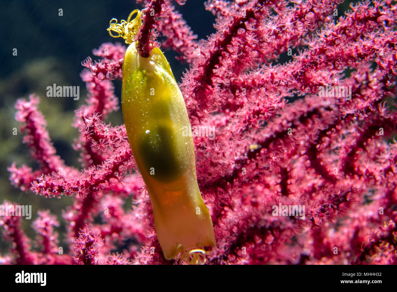 dogfish yellow egg hanging on red close up detail Stock Photo