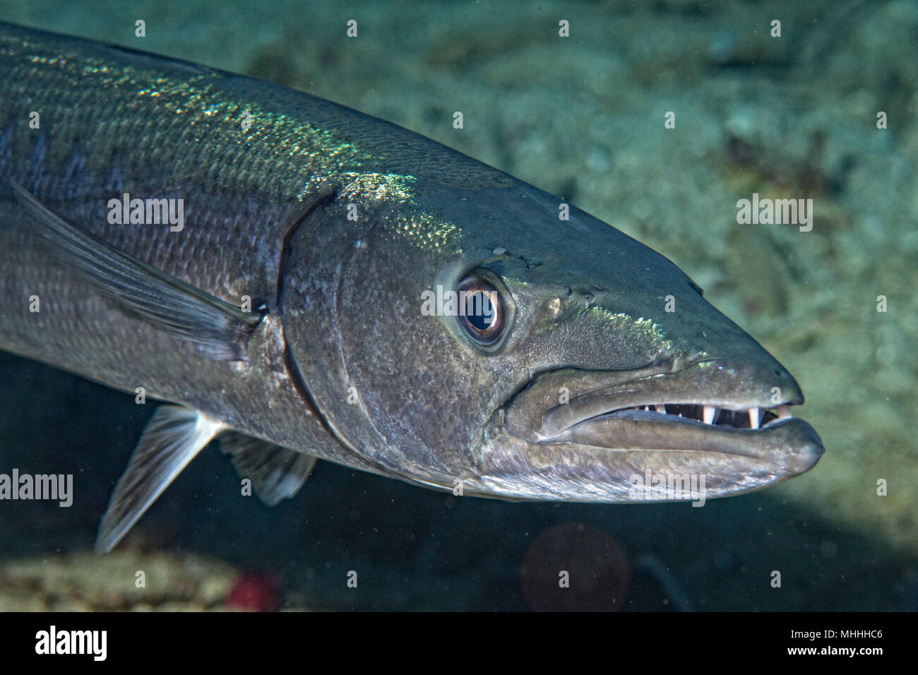 Barracuda Fish underwater close up portrait Stock Photo Alamy