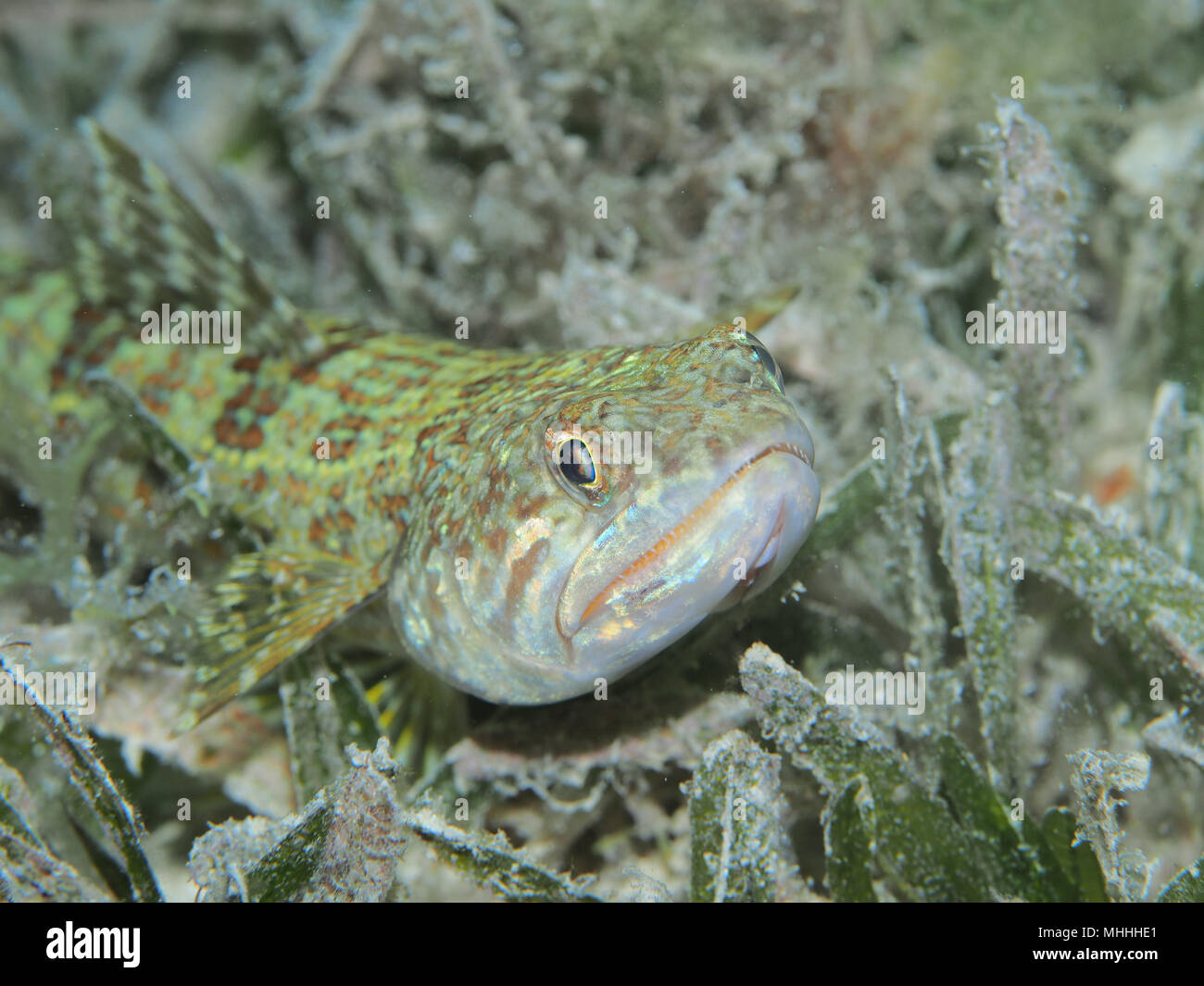 Sand Diver (Synodus intermedius) OLYMPUS DIGITAL CAMERA with 100mm macro lens off the coast of Petit St Vincent in the Grenadines Stock Photo