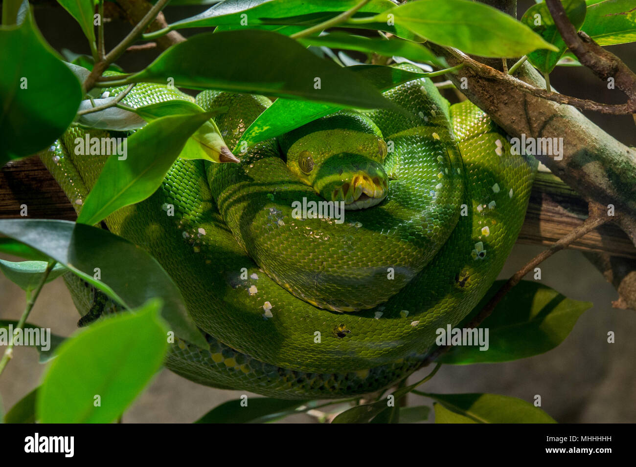 green python on a tree portrait Stock Photo - Alamy