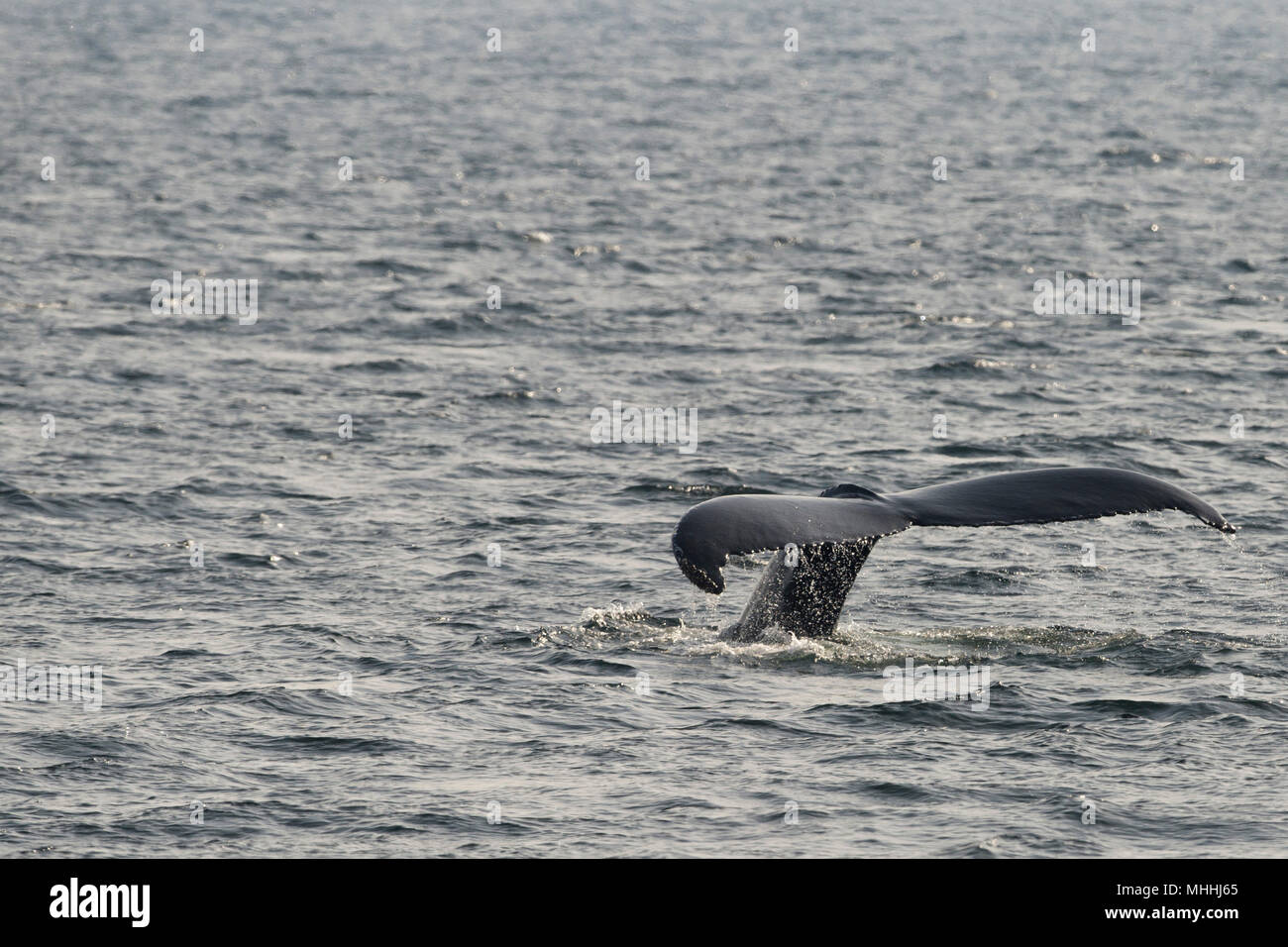 Humpback whale fishing boat hawaii hi-res stock photography and images ...