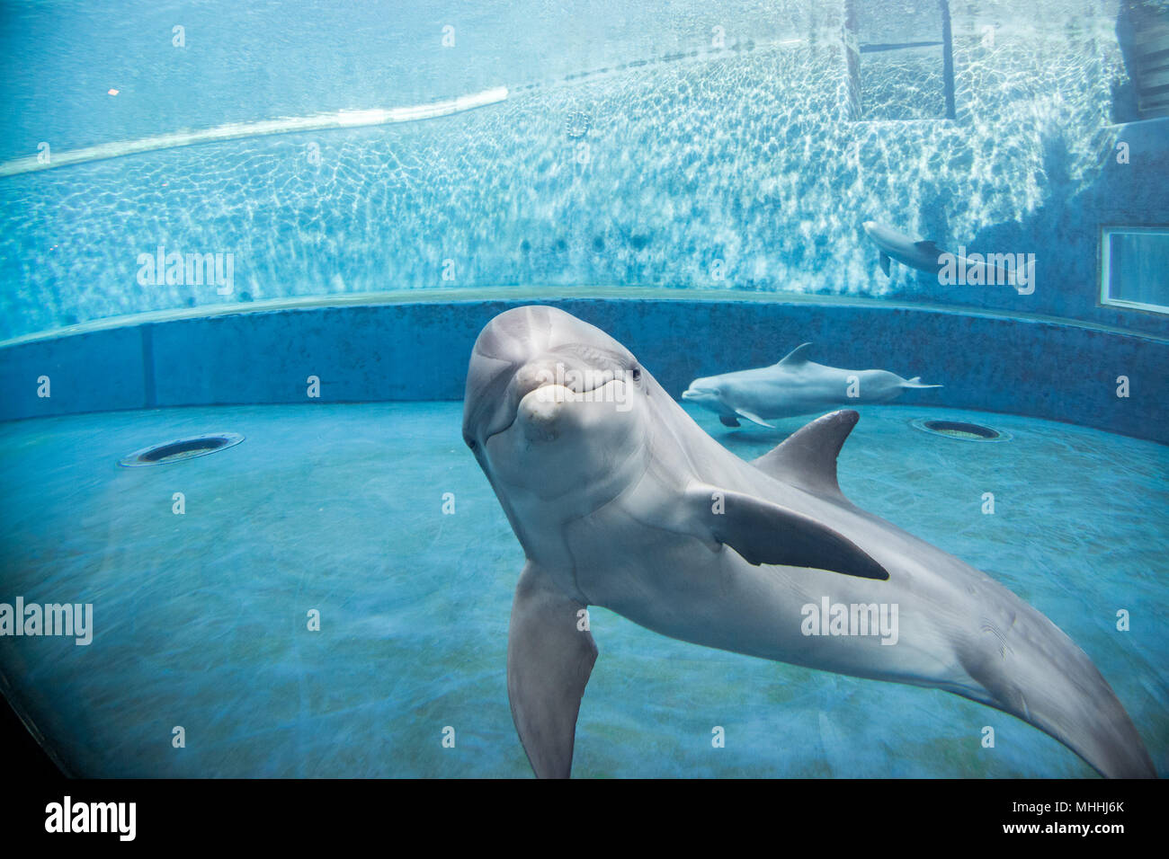 dolphin underwater in aquarium looking at you Stock Photo Alamy