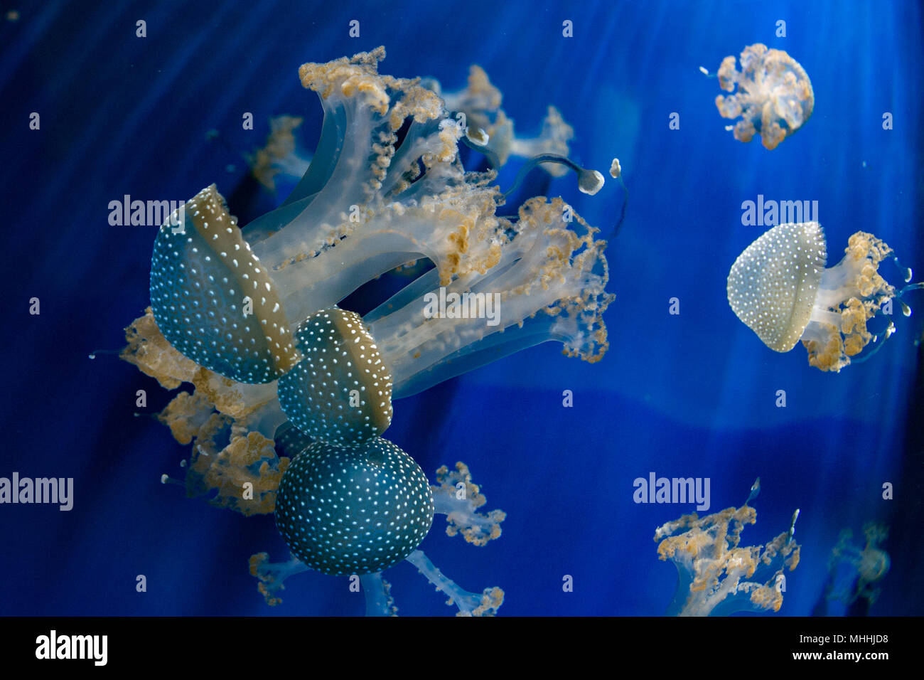 jellyfish underwater in backlight and blue background Stock Photo - Alamy