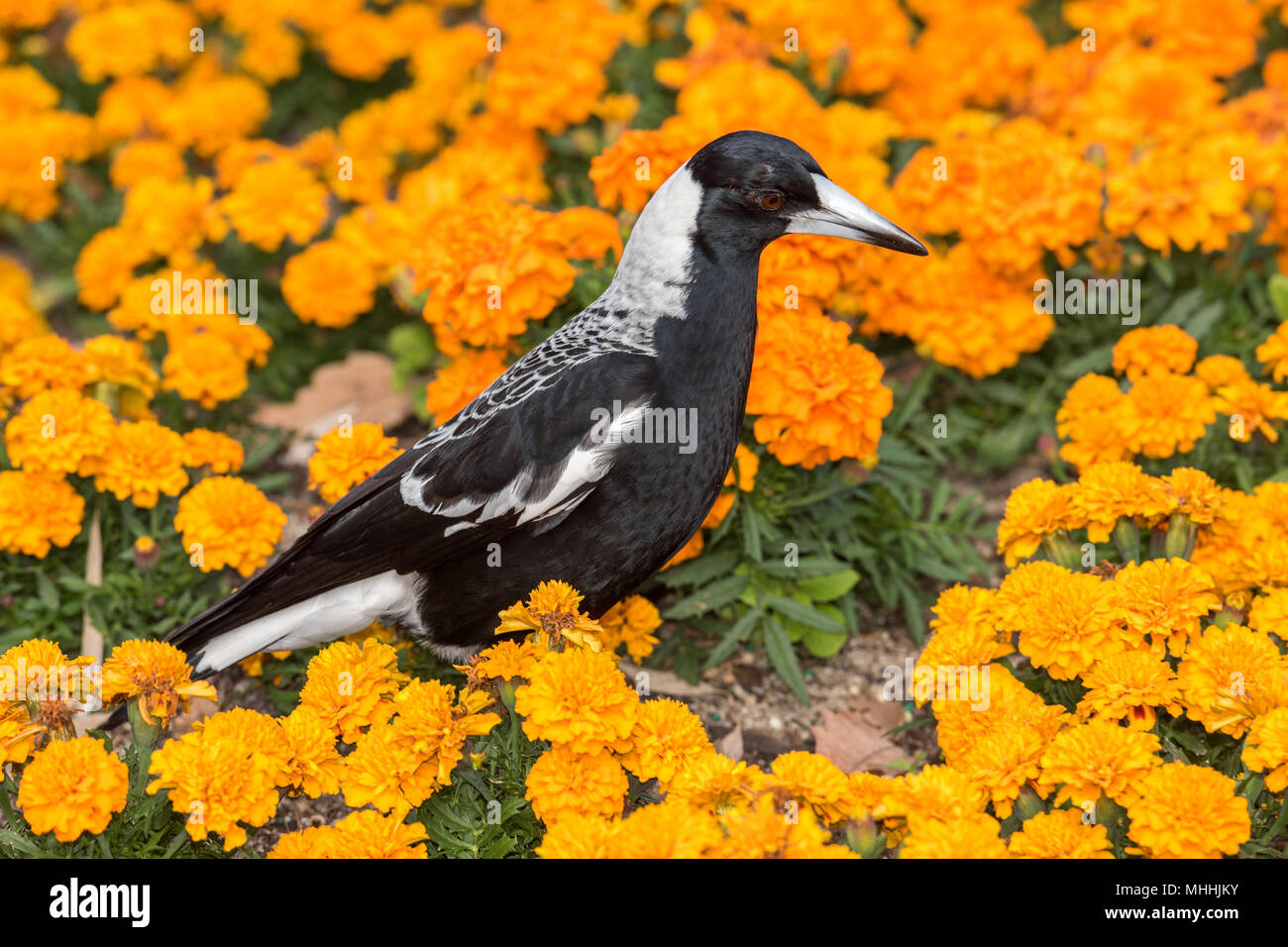 magpie in perth botanic gardens on orange blossom glower background Stock Photo