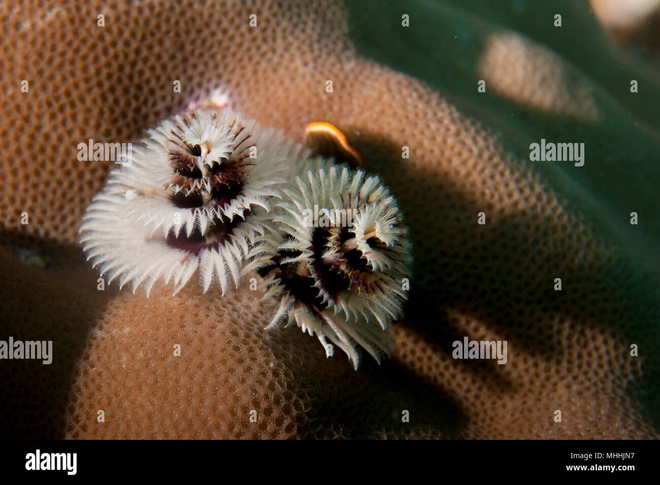 A Xmas tree worm in hard coral in Raja Ampat Papua, Indonesia Stock Photo