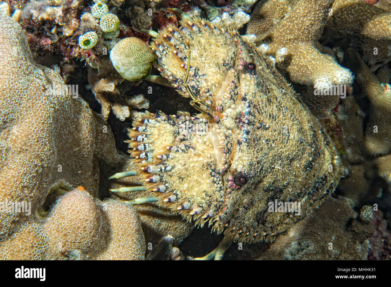 Sea Squill crab underwater close up portrait while diving Stock Photo