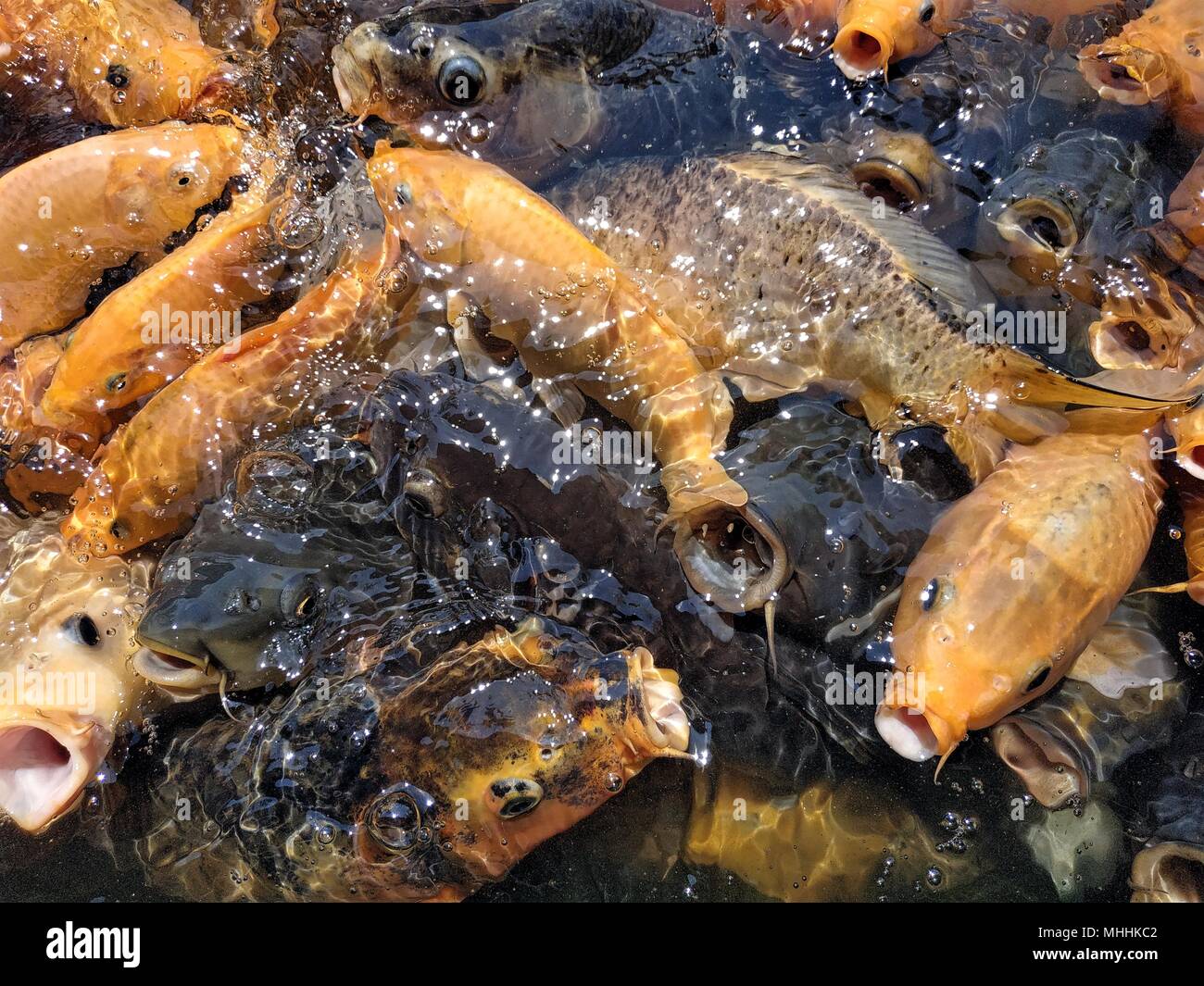 Colorful fishes at the pond in feeding frenzy Stock Photo