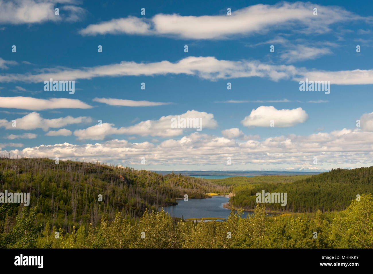 Kenai peninsula bear hi-res stock photography and images - Alamy