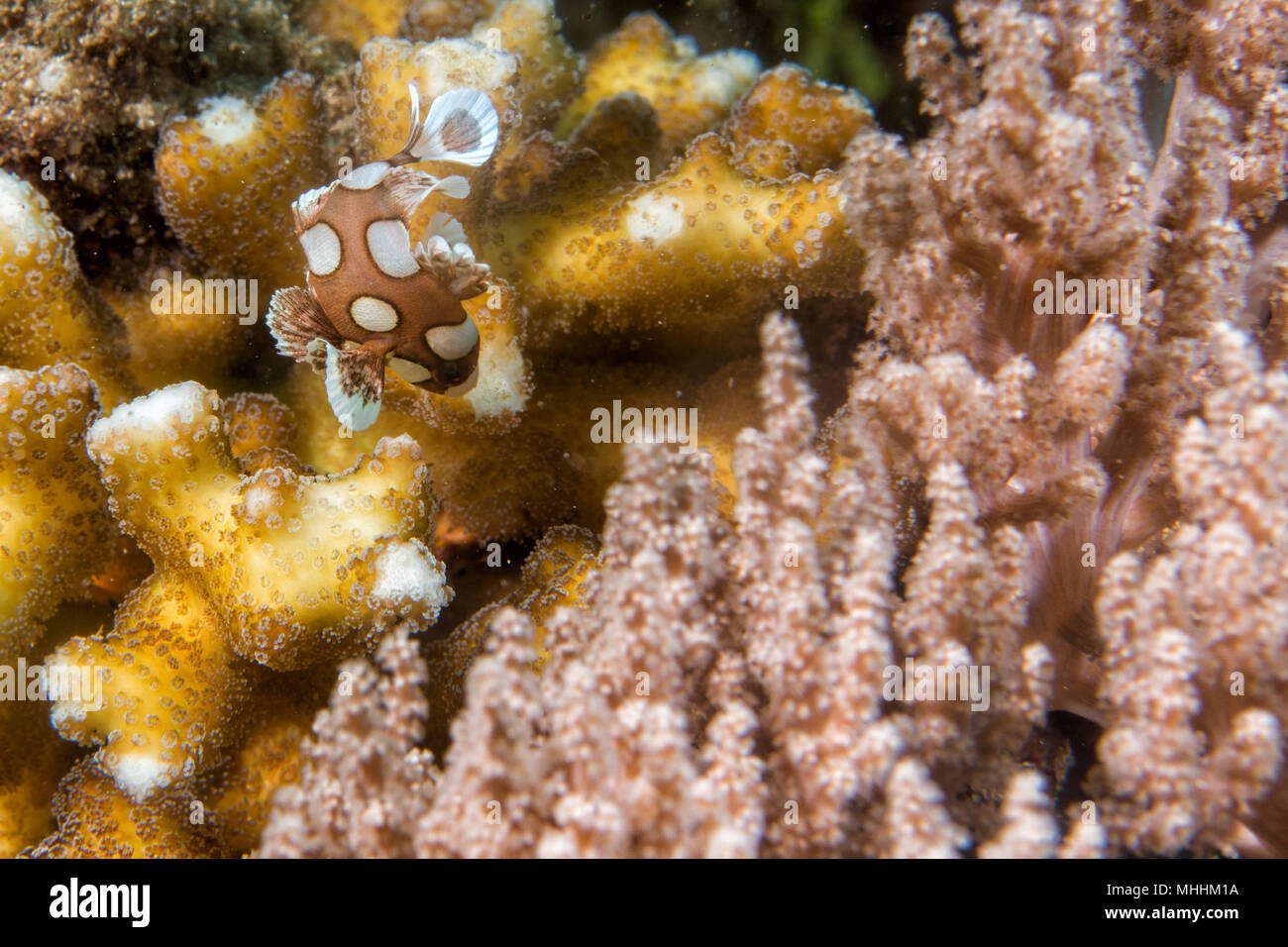 plectorhinchus clown fish close up portrait Stock Photo