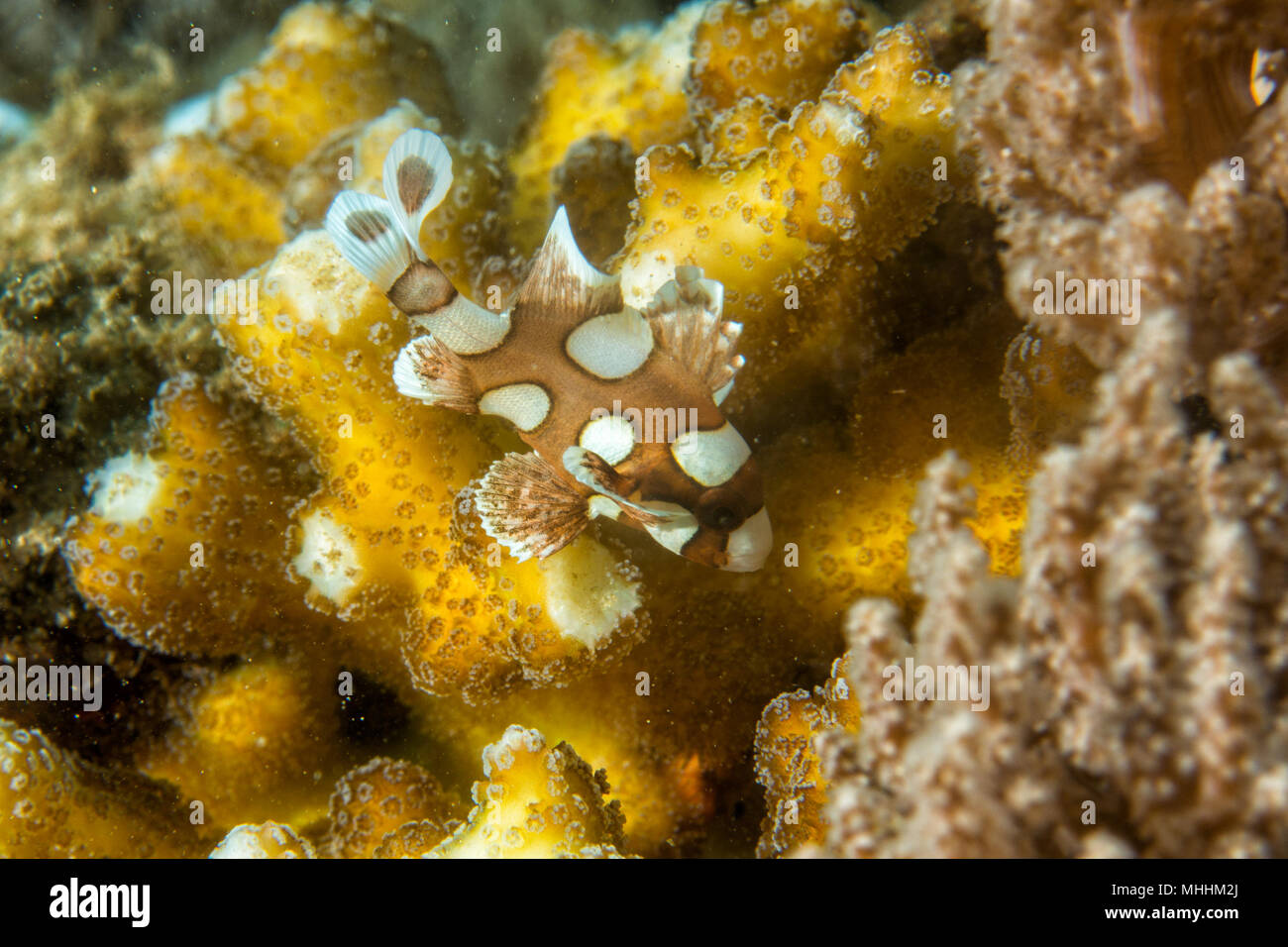 plectorhinchus clown fish close up portrait Stock Photo