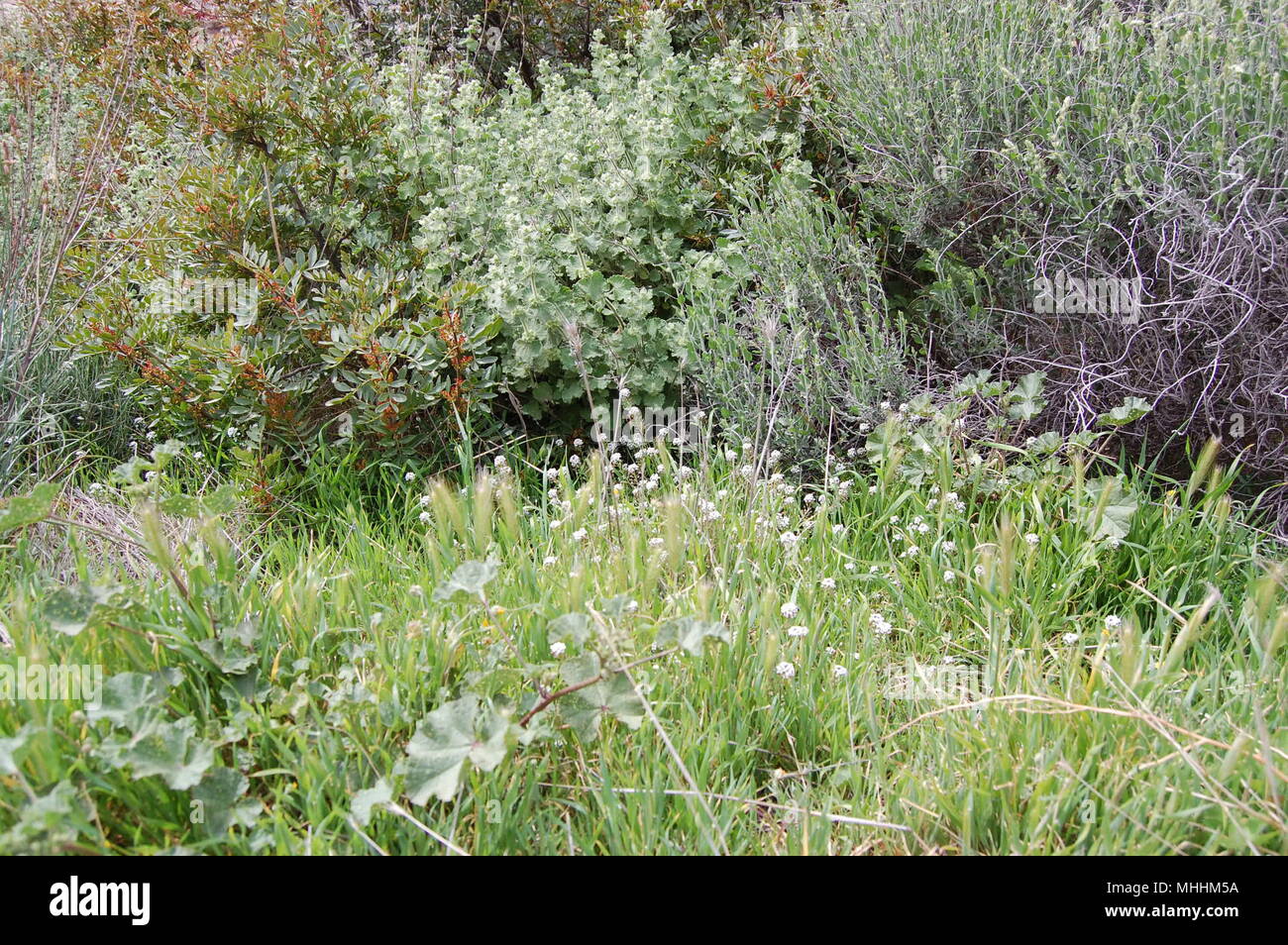 Many plants in a grass hi-res stock photography and images - Alamy