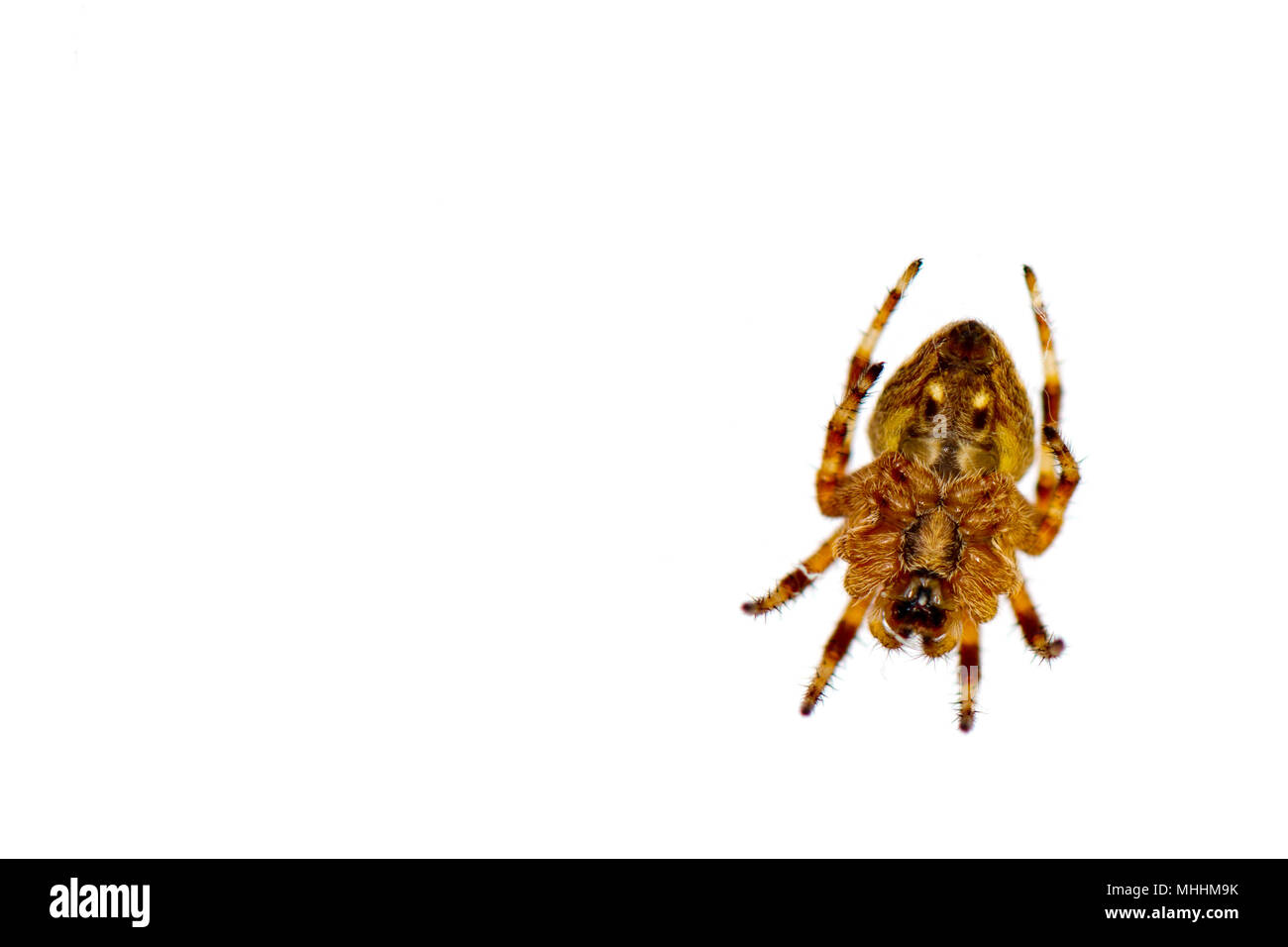 Isolated brown spider hanging on white background Stock Photo