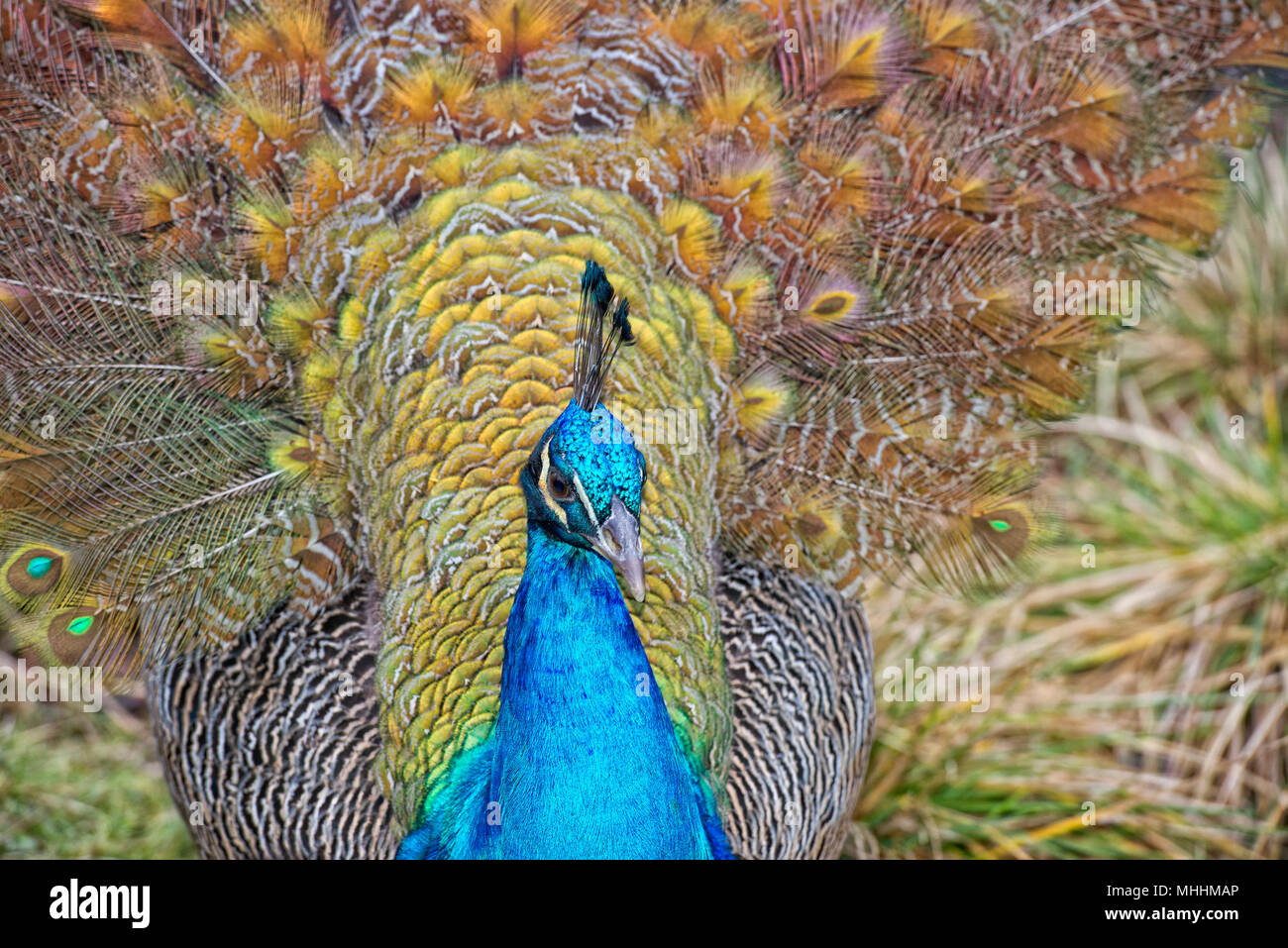 peacock bird close up portrait Stock Photo - Alamy