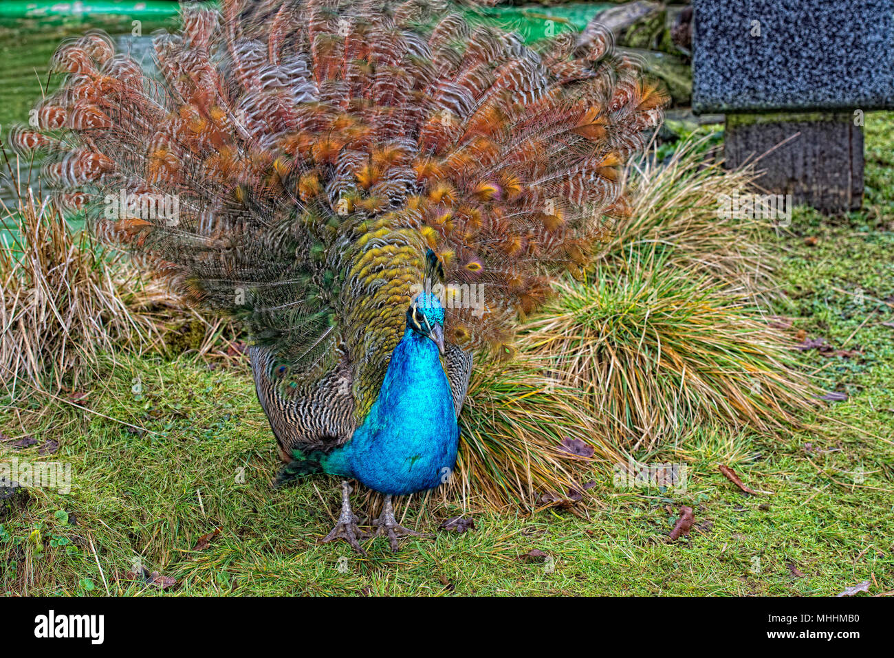 peacock bird close up portrait Stock Photo - Alamy