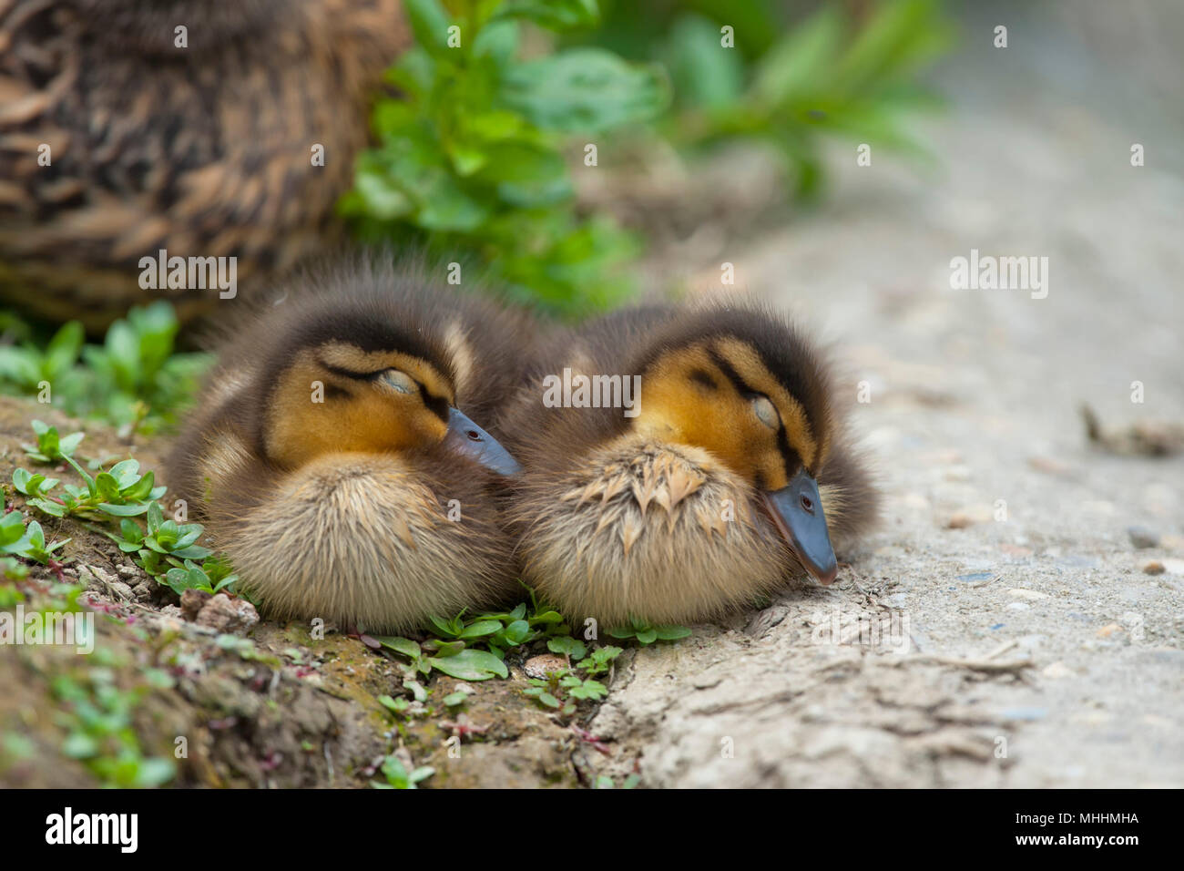 Two puppy Duck while sleeping Stock Photo Alamy