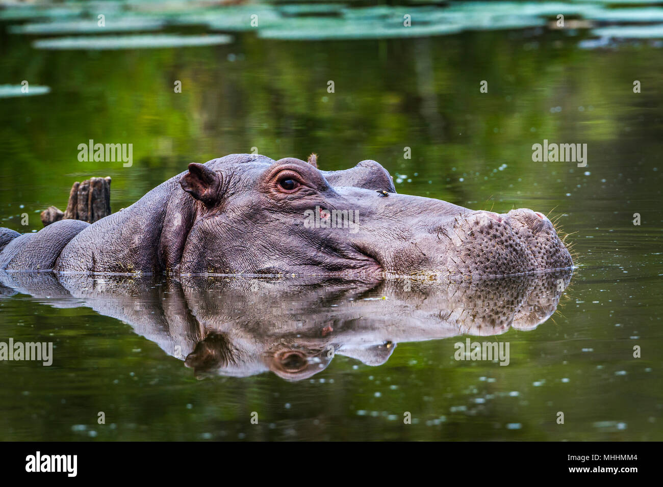 Hippopotamusin Kruger national park, South Africa ; Specie Hippopotamus amphibius family of Hippopotamidae Stock Photo