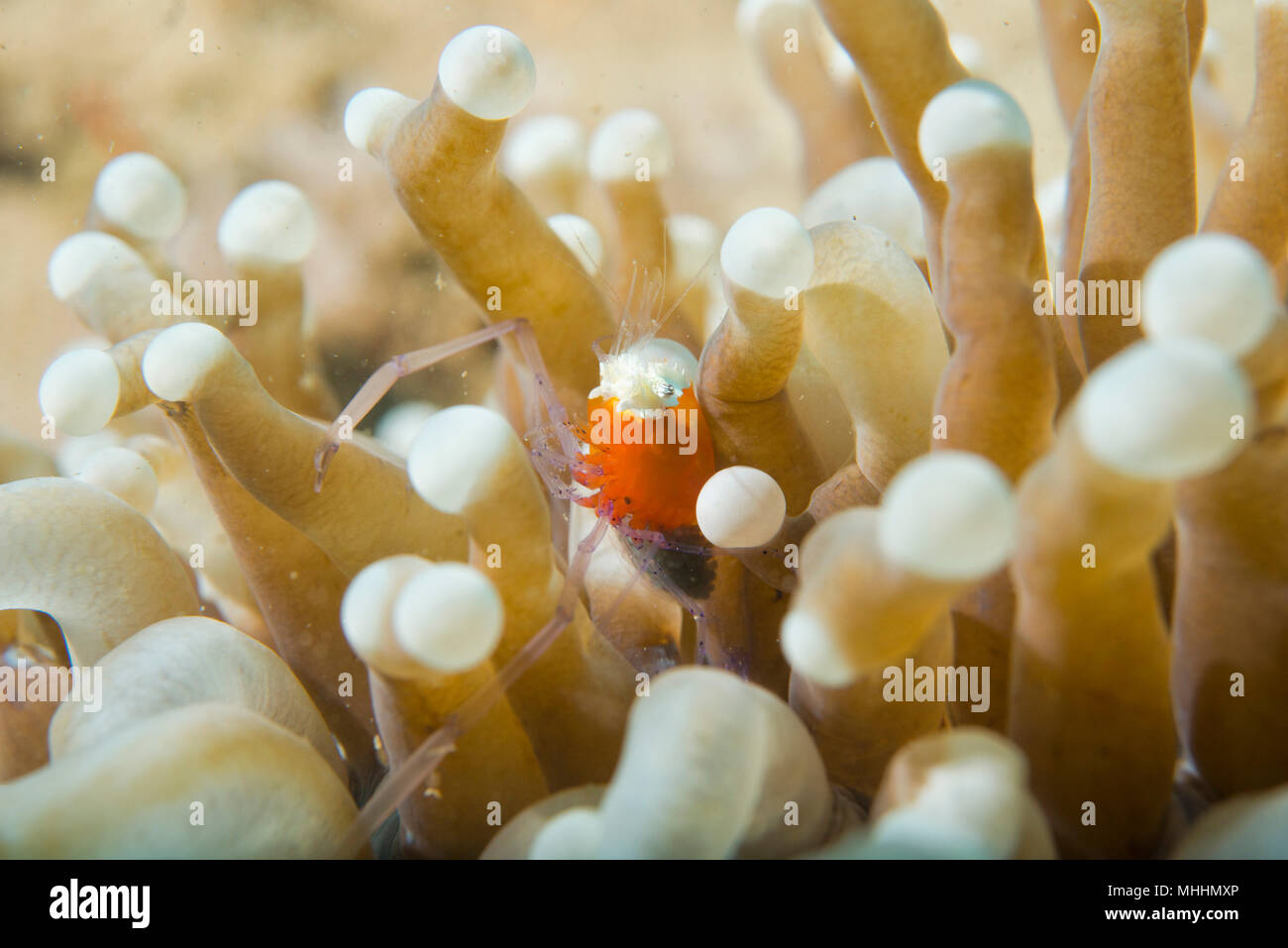 Colorful pop corn shrimp on red soft coral macro while diving Stock Photo -  Alamy