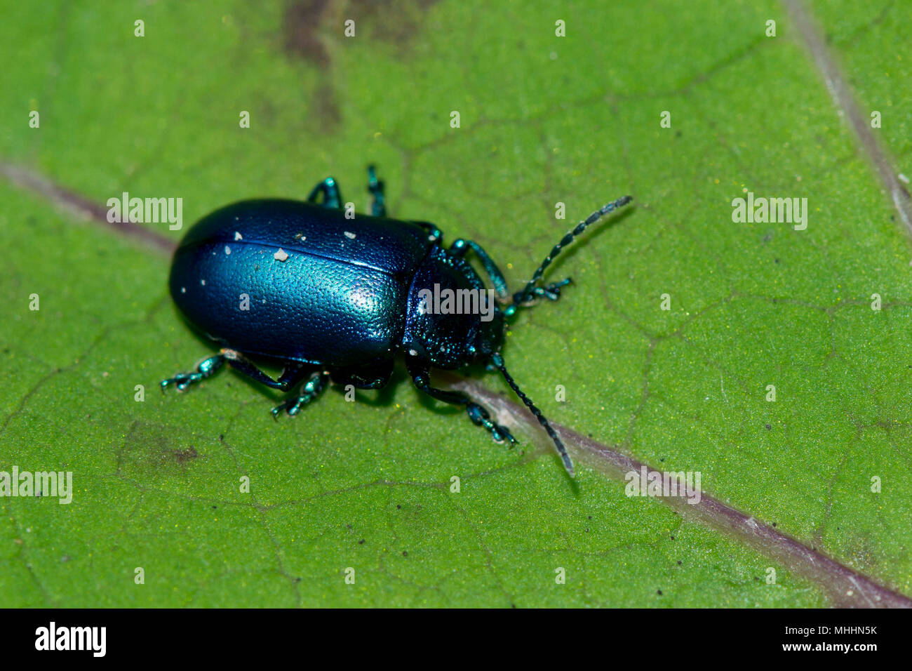 blue metallic beetle close up macro on green leaf Stock Photo