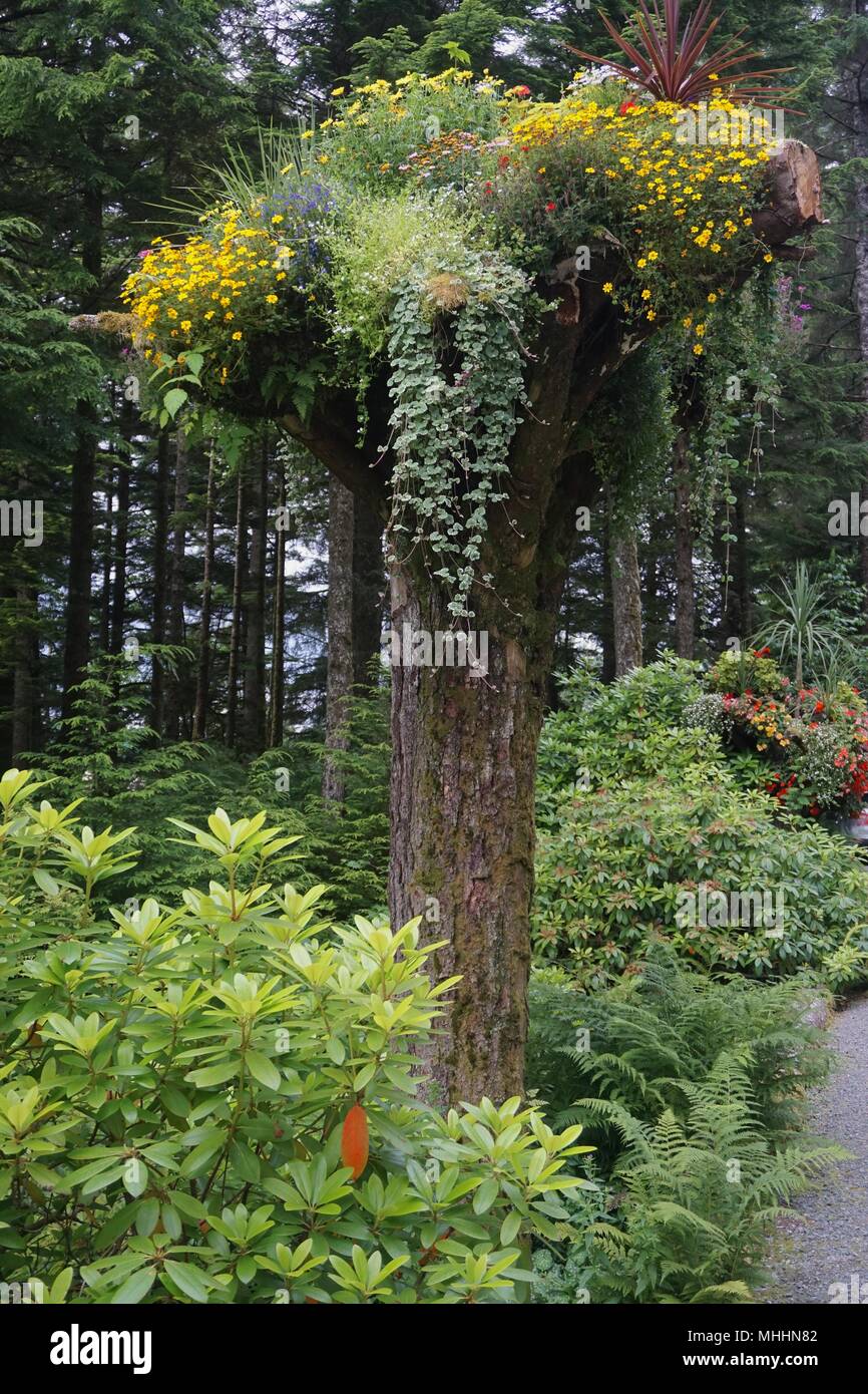 Juneau, Alaska Glacier Gardens, a botanical garden in the Tongass