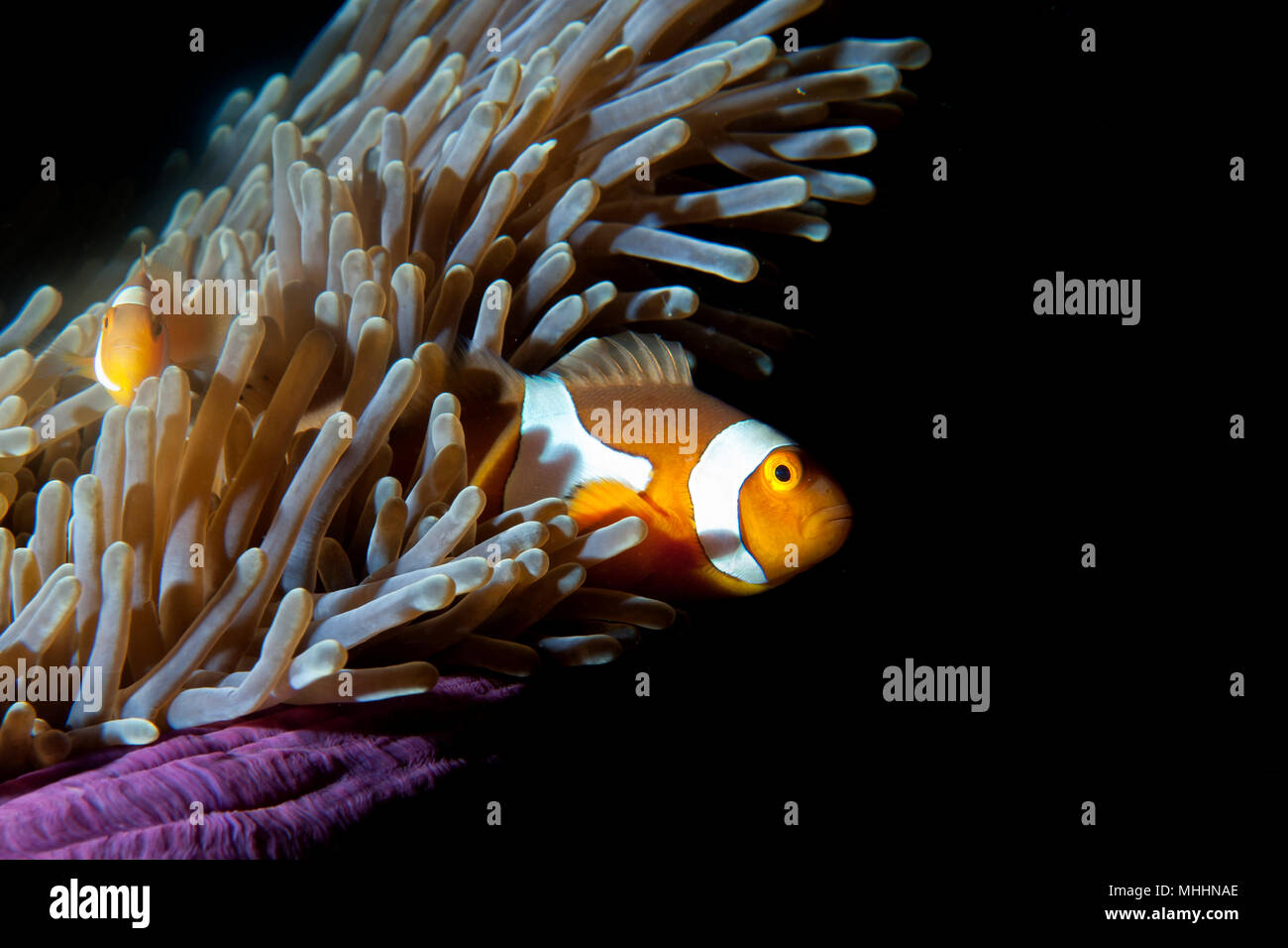 Clown fish in anemone on black background Stock Photo