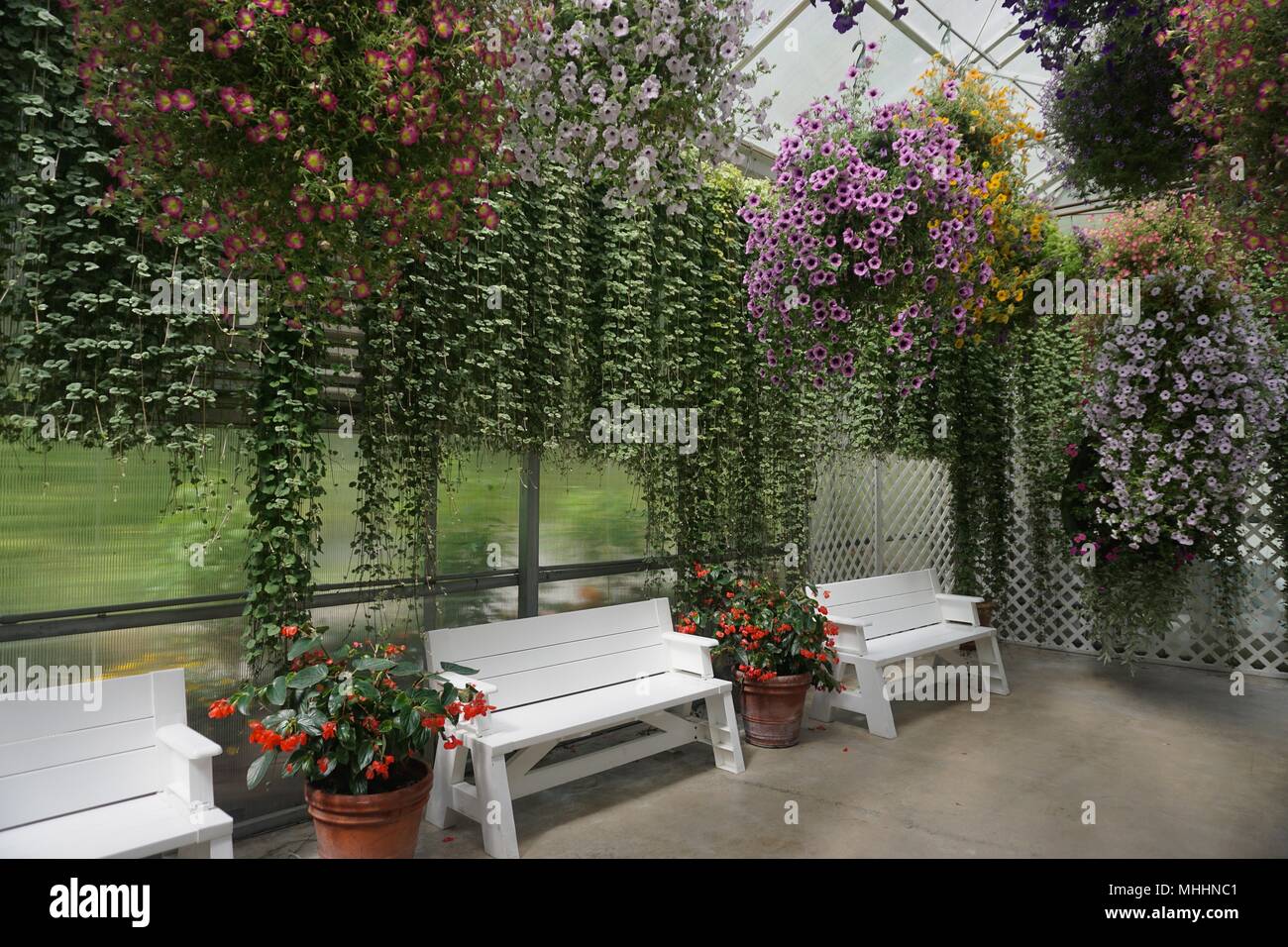 Juneau, Alaska, USA Hanging flowered plants on a patio with white