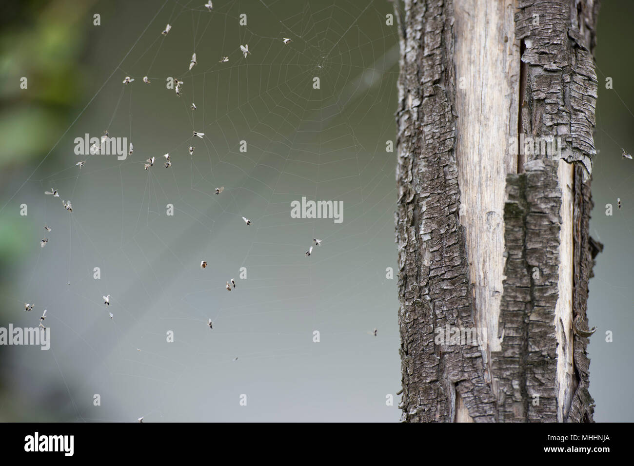 fly and mosquitos trapped in spider web Stock Photo - Alamy
